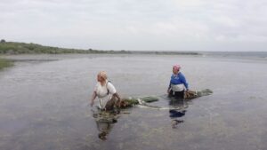 Zodwa Masinga and fellow grass cutter return from harvesting qumbe on the edge of Lake St. Lucia at KwaNibela that they will use to make mats that they use and sell. Picture: Shoot the Breeze for PLAAS