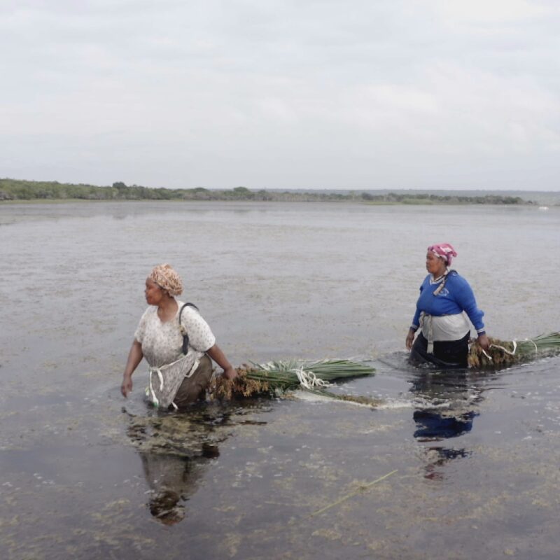 Zodwa Masinga and fellow grass cutter return from harvesting qumbe on the edge of Lake St. Lucia at KwaNibela that they will use to make mats that they use and sell. Picture: Shoot the Breeze for PLAAS