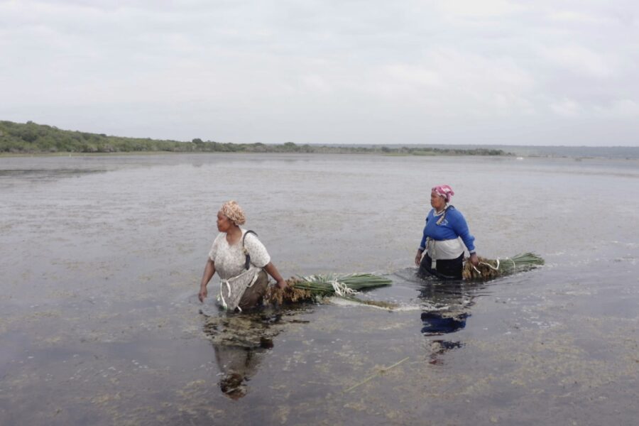 Zodwa Masinga and fellow grass cutter return from harvesting qumbe on the edge of Lake St. Lucia at KwaNibela that they will use to make mats that they use and sell. Picture: Shoot the Breeze for PLAAS